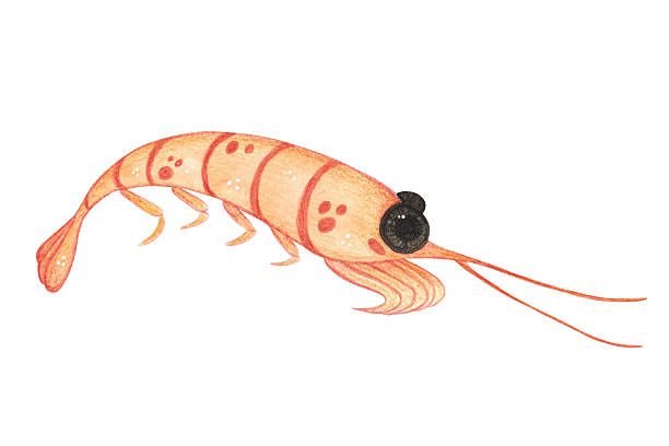 istock Shrimp, krill, zooplankton, crustacean. Watercolor illustration drawn, cartoon, hand-made. For stickers, biology and ecology manuals. Sea, organism, ocean, plankton, swim, animals, food, food 2234600111
