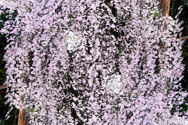 Cherry blossoms in full bloom abstract background.
