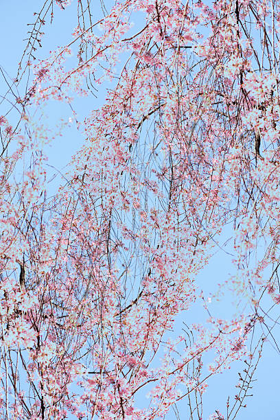 Cherry blossoms in full bloom abstract background.