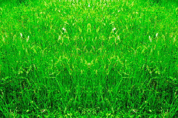 Lots of Foxtails Barley in field abstract background.