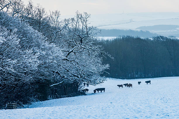 A rural Sussex view on a snowy January day