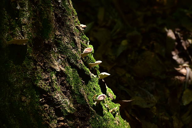 The wood and fungi lighting by sunlight.\nNot retouching photo.\nThe place is Ome city in Tokyo.