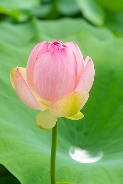 istock an elegant lotus in a lotus field 2234604824