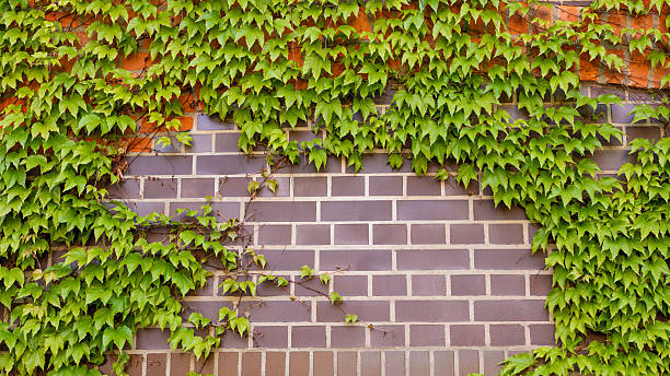 istock Ivy brick wall texture background. Old brick blocks wall and green creeper, ancient bricks fence 2234608741