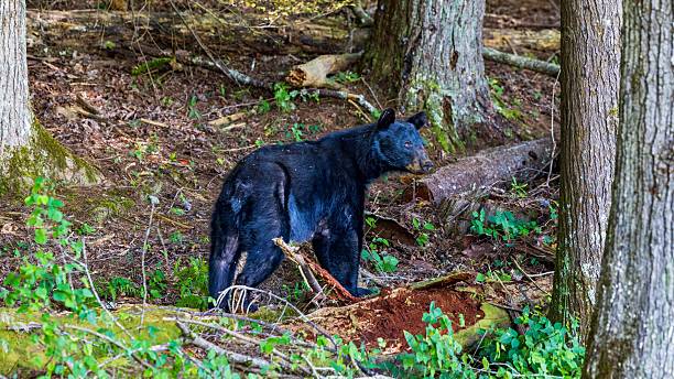 istock Black bear in forest habitat. 2234608883