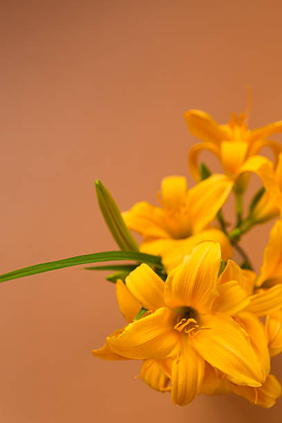 istock Delicate petals of spring lilies in focus 2234609736