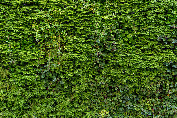 istock A dense array of living plants creates a vivid green surface with diverse foliage. 2234610034