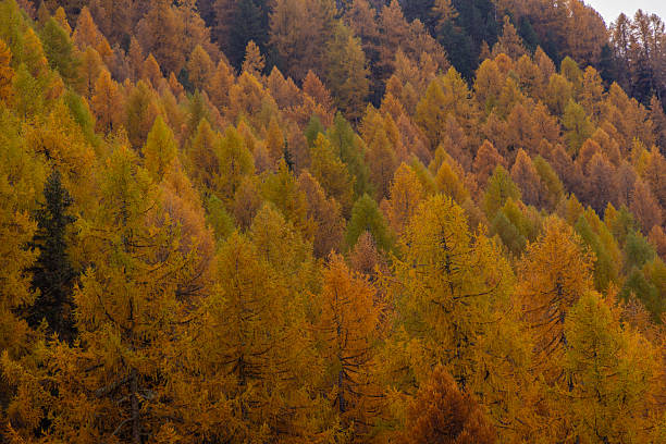 Dense forest of larch trees in vibrant autumn colors. Golden and green needles create a rich seasonal landscape. Fall foliage covering a mountainous woodland area.