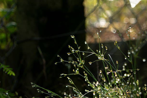 istock Sparkling Dew Drops on Grass with Dark Background 2234610296