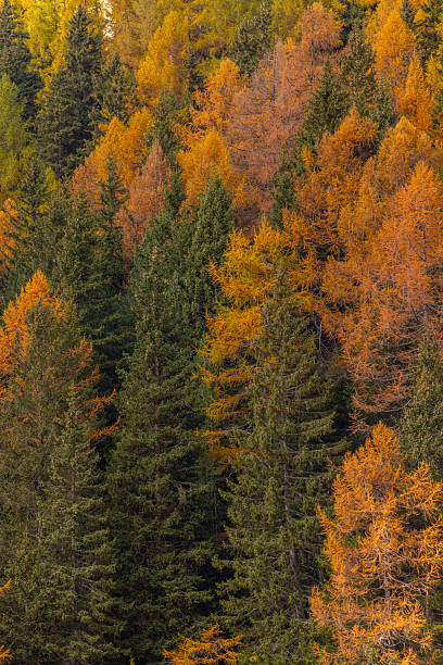 istock Autumn Forest with Colorful Larch Trees 2234610950