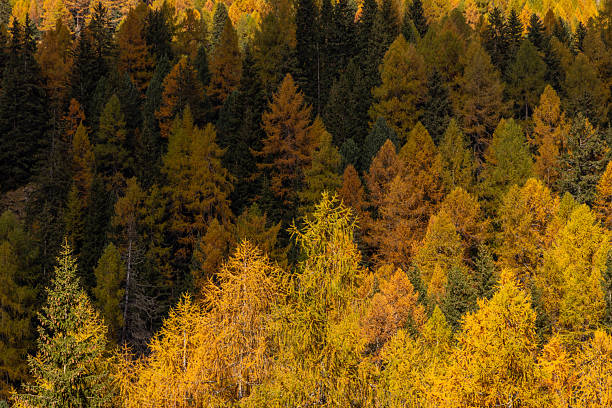Dense forest of larch trees in vibrant autumn colors. Golden and green needles create a rich seasonal landscape. Fall foliage covering a mountainous woodland area.