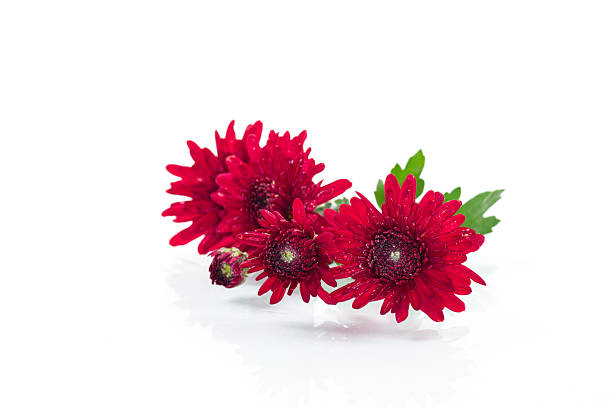 istock red small chrysanthemums on white background 2234611810