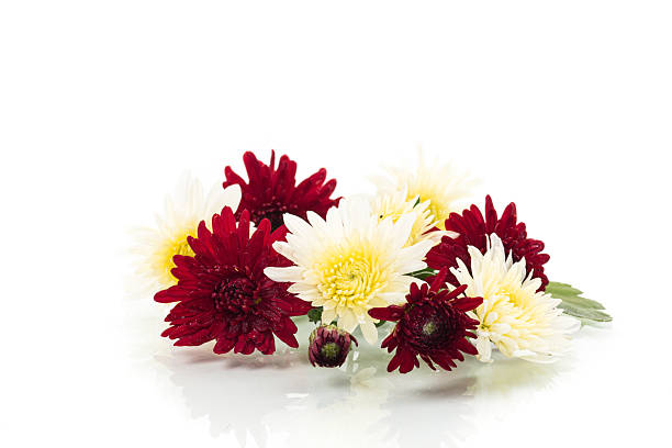 istock yellow and red chrysanthemums on a white background 2234611862