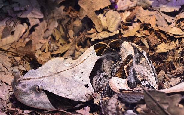 istock Gaboon Viper (Bitis gabonica) Camouflaged in Natural Habitat 2234613239