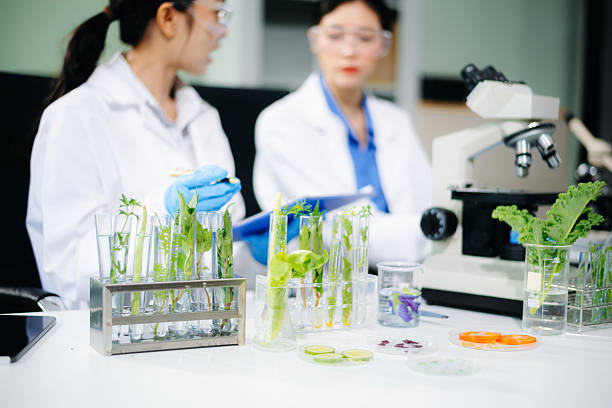 istock Asian food scientists test vegetables in biotech lab using microscope and laptop. Nutrition, safety, and clean food research in vertical orientation 2234618088