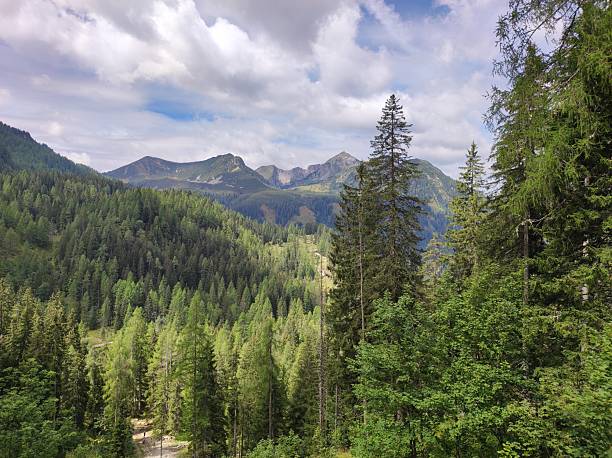 istock Majestic Mountain Landscape with Dense Pine Forest under a Partly Cloudy Sky 2234619362