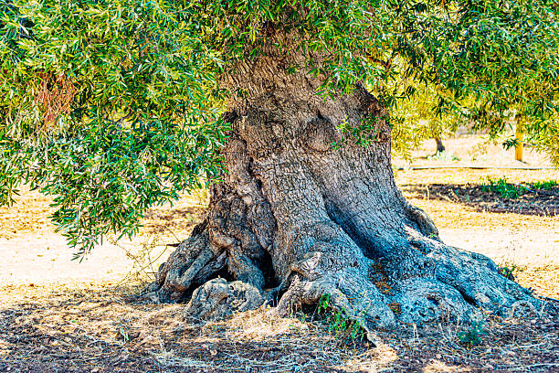 an old olive tree trunk