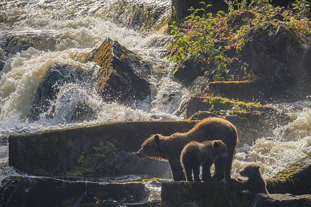 Pavlof Harbor State Marine Park is located on Chicagof Island and is a prime location for brown bear viewing during the salmon run in summer.