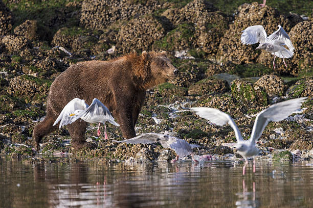 Brown bears are often seen at Saltchuck Bay because of the salmon hatchery activities there.