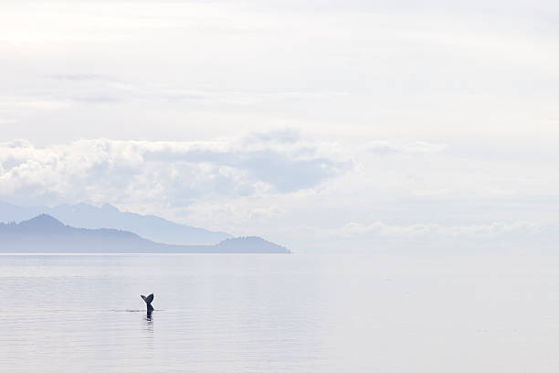 istock Humpback whales (Megaptera novaeangliae) fluke in Chatham Strait, southeast Alaska. 2234620455