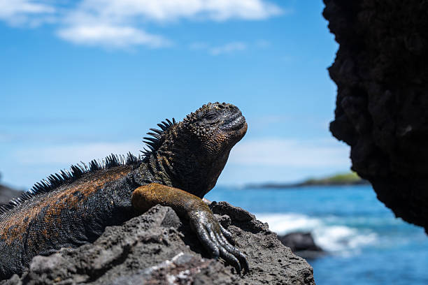 istock Marine iguana resting on rocks by the ocean, Galapagos 2234622263