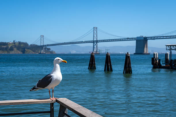 istock Seagull resting on a wooden railing with Oakland Bay Bridge behind 2234622358