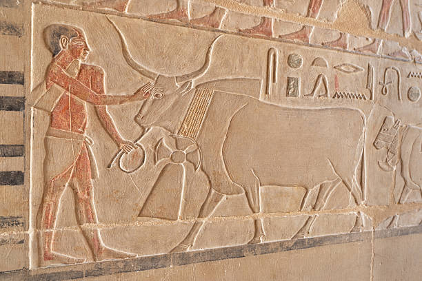 Ancient Egyptian stone relief of a man leading a bull.