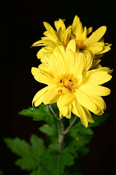 Yellow Chrysanthemum flowers isolated on white background.