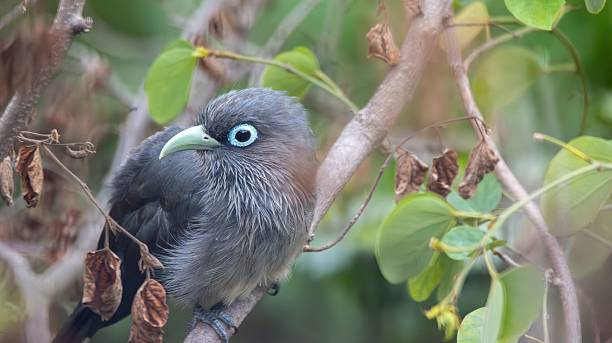 istock Bird with striking blue eye ring perched on a branch. 2234625990