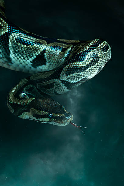 Intense close-up of a snake flicking its tongue in moody, cinematic lighting against a dark, smoky background. Great for danger or mystery themes.