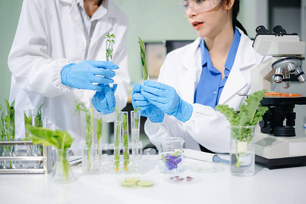 istock Asian food scientists in lab coats analyze vegetables with microscope for biotech, nutrition, and safety testing. Lab tubes, gloves 2234628924