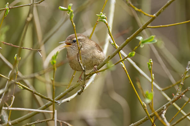 istock Chirping wren hidden between thin branches, wren from the side, the first leaves sprouting on the branches, small bird on a branch, Troglodytes troglodytes 2234629179