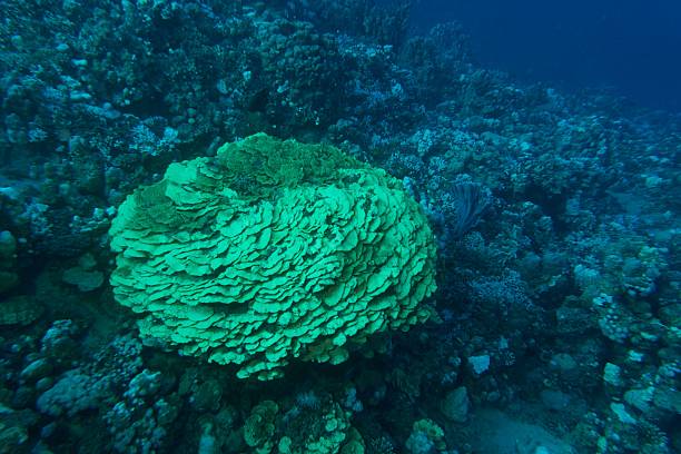 Sea blooming Coral reef  propagated Prickly alcyonarian - Dendronephthya sp.  Hot Orange soft coral Scuba diving  Underwater Sea life  corals propagated
