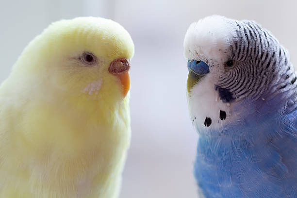 istock Blue and yellow budgie and bird close-up 2234631662