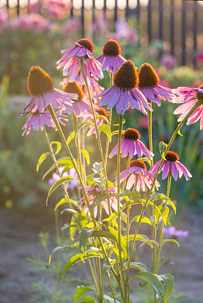 istock purple echinacea coneflower bloom in summer garden backlight 2234631934