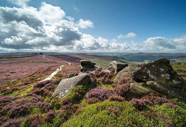 istock Heather on the Derwent Edges 2234632663