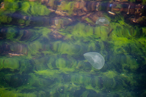 Transparent jellyfish floats serenely in vibrant green water. Light reflects off surface, creating rippled patterns. Natural aquatic scene is tranquil and mesmerizing