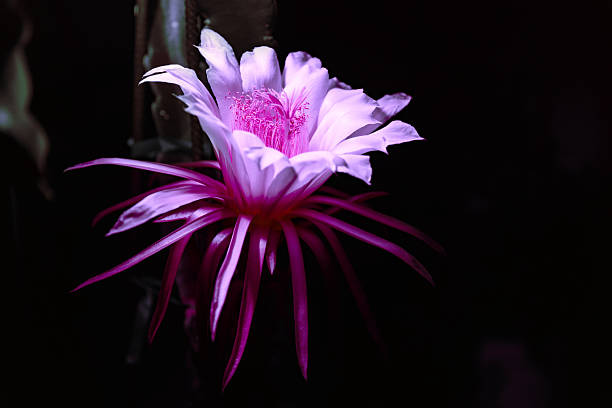 A stunning photo of a dragon fruit flower in full bloom, captured at night during its rare one-night opening. A delicate and dramatic moment of natural beauty, glowing softly in the darkness.