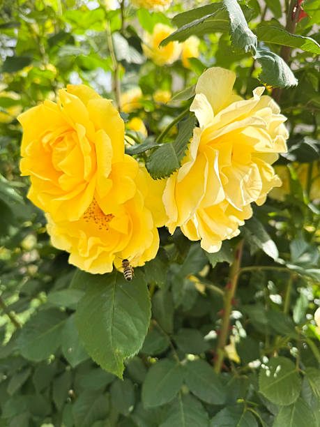 Bush yellow roses with a bee in the center