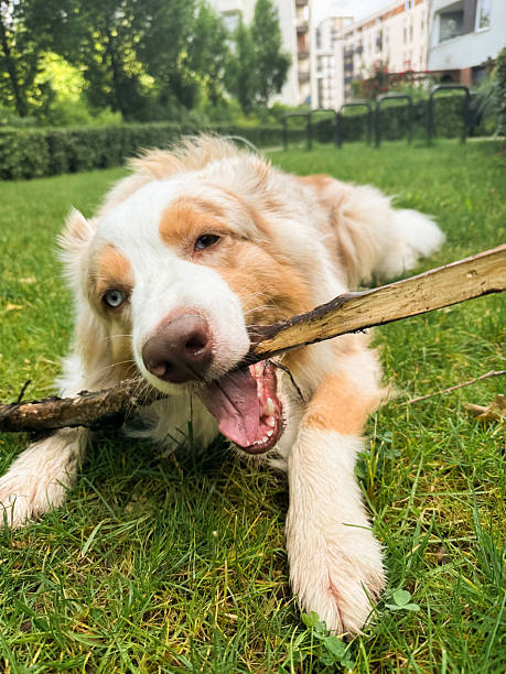 istock Australian Shepherd dog chewing on a stick in the yard on the grass 2234637616