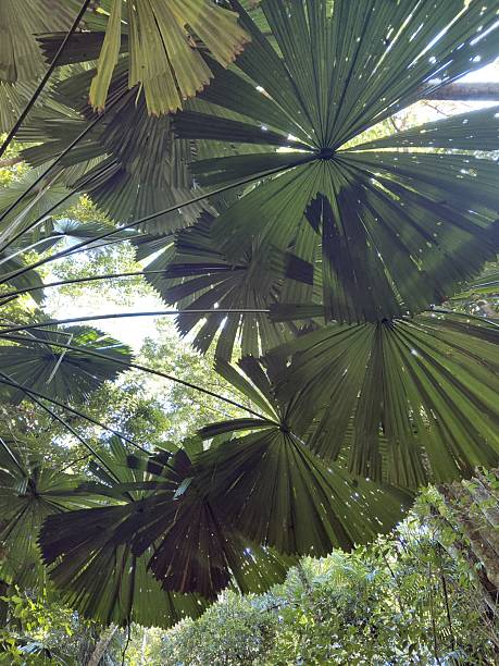 istock Sunlight filtering through lush tropical fan palm leaves in a dense forest canopy 2234639330