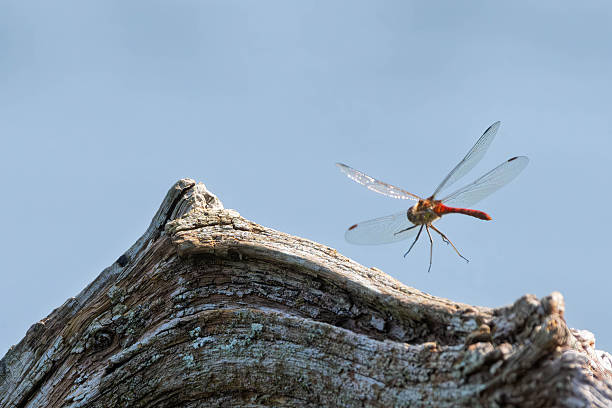 Common Darter Dragonfly flying over a lake in Gosforth Park Nature Reserve in springtime .