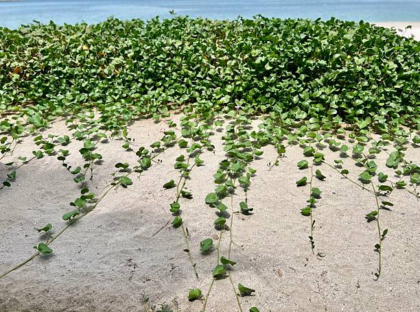 istock Green Vegetation Growing on Sandy Beach by the Sea 2234640290