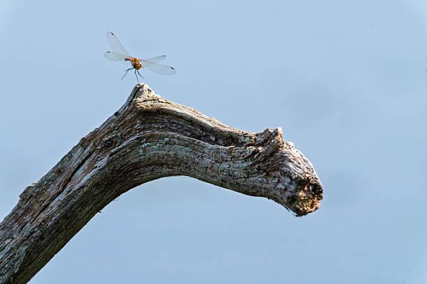 Common Darter Dragonfly flying over a lake in Gosforth Park Nature Reserve in springtime .