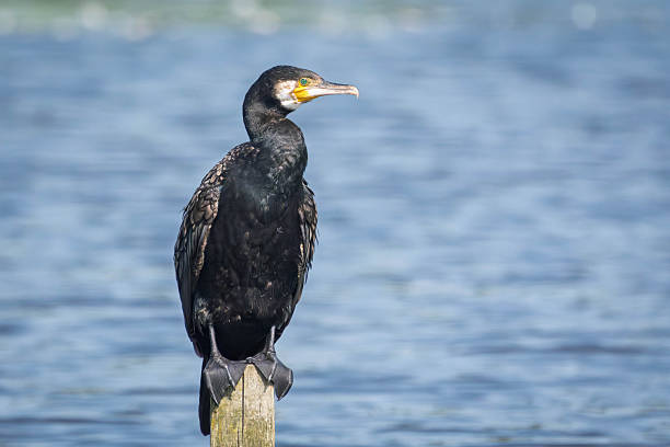 istock Cormorant perched on a post on a lake in Gosforth Park Nature Reserve in springtime 2234640310