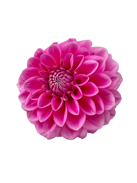 istock Dahlia flower isolated on white background 2234640552