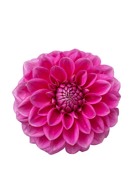 istock Pink dahlia flower isolated on white background 2234640562