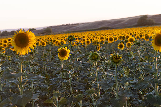 istock Sunflower field at dusk with vibrant blooms basking in warm evening light 2234640705