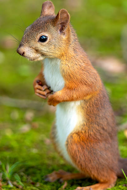 istock A wild Ezo squirrel standing on the lawn 2234642408