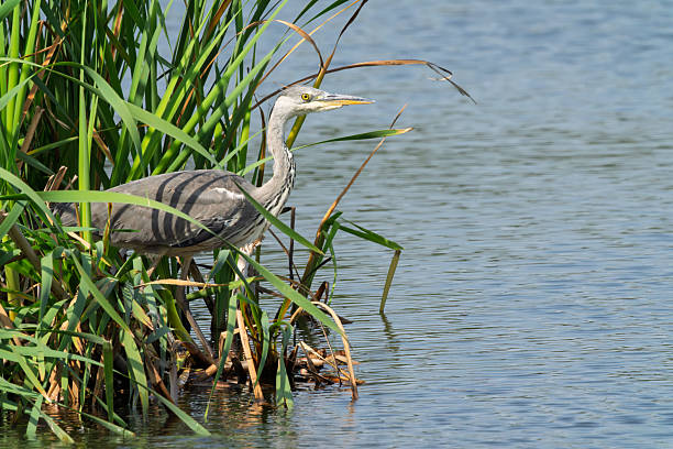 Great Grey Heron perched beside a lake in Gosforth Park Nature Reserve in springtime